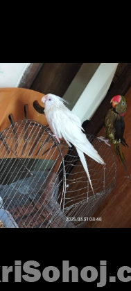Albino Red Eye Cockatiel